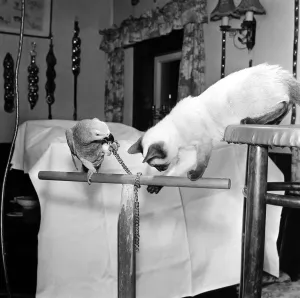 The Great Escape! Lionel the cat tries to help free Percy the Parrot from his chain