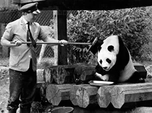 Images Dated 4th October 1971: Great preparations were in progress at the London Zoo to get the animals