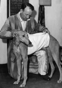 00183 Prints: The Greyhound Brillant Paddy a Wathamstow Greyhound being towelled down after a race