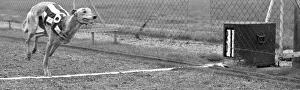 Greyhound Halfpenny Whistle crossing the finishing line whilst in training at Birmingham
