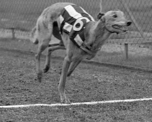 Greyhound Halfpenny Whistle crossing the finishing line whilst in training at Birmingham