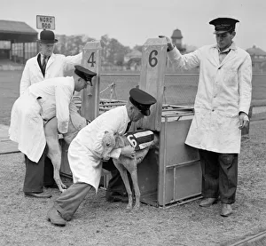 Greyhound Halfpenny Whistle right is placed in the trap whilst in training