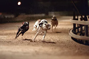 00707 Prints: Greyhound Racing at Cleveland Park Stadium in Middlesbrough. 5th April 1994