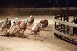00707 Prints: Greyhound Racing at Cleveland Park Stadium in Middlesbrough. 5th April 1994