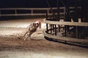 00707 Prints: Greyhound Racing at Cleveland Park Stadium in Middlesbrough. 5th April 1994