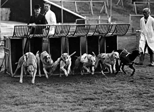Greyhound Racing - Greyhounds leap out of the trap at a Cardiff Arms Park Greyhound