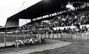 00363 Prints: Greyhound racing picture shows: The scene at Cardiff Arms Park during the last race