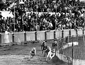 Greyhound racing: The scene at Cardiff Arms Park during the last Greyhound meeting