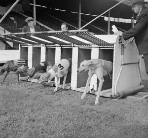 Greyhounds leave the traps in a trial start Sport Greyhound Racing Animals dogs