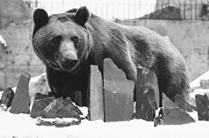 Loneliness Prints: A grizzly bear looks out over his frozen pool enclosure at London Zoo following a fresh