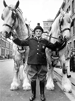 Horses Prints: Groom Ernest Marks with Whitbreads shirehorses Hengist and Horsa in 1973