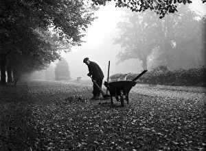 Trees Prints: One of the groundsmen at the War Memorial Park, Coventry sweeps up the fallen autumn