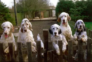 Canines Prints: A group of English Setter dogs including Crufts supreme champion starlite express valsett