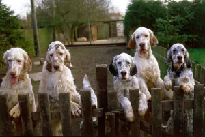 A group of English Setter dogs including Crufts supreme champion starlite express valsett