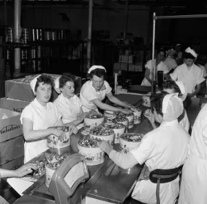 1959 Prints: A group of female workers at John Mackintosh sweet factory. Halifax in West Yorkshire