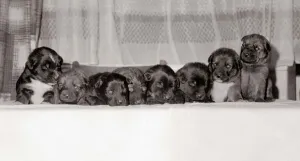 Cuddling Prints: A group of of eight 18 month old black labrador puppies December 1968