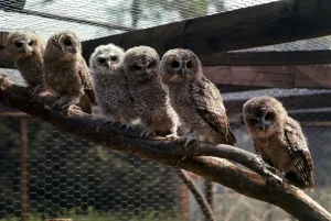 00159 Prints: A group of owls all sitting in a row perched on a branch at Chester Zoo October