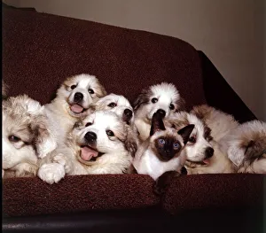 A group of Pyrenean Mountain Dog puppies with Wendy the Siamese cat March 1965
