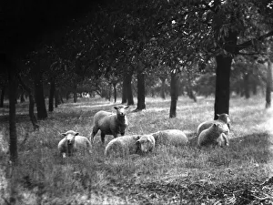 Orchard Prints: A group of sheep enjoying the sunshine at the orchard on Littlebourne