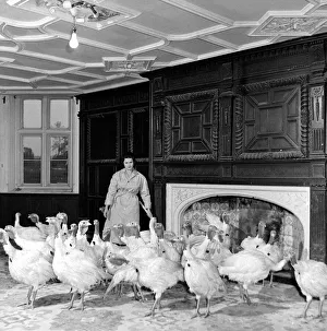 Roast Dinner Turley Prints: A group of turkeys inside the vacant front room of a mansion at a Norfolk Turkey farm