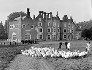 00169 Prints: A group of turkeys outside a mansion at a Norfolk Turkey farm Circa 1955