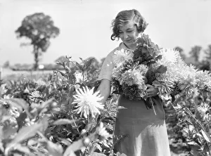 00079 Prints: Growers all over the country are getting ready for the National Dahlia Society Show