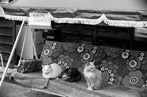 00060 Prints: Three guests sunbath on the hotels lounger - cats only