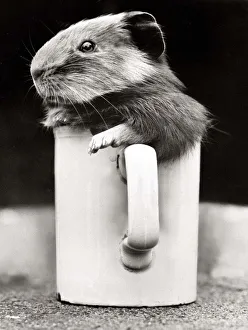 Rodents Prints: A guinea pig playing inside a cup at Crystal Palace Childrens Zoo in South London