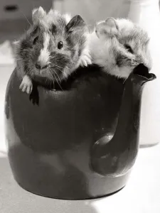 Two guinea pig playing inside a teapot at Crystal Palace Childrens Zoo in South London