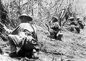 00411 Prints: Gurkha soldiers in position cut bamboo stakes to protect their newly won positions during
