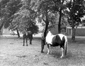 Images Dated 1st June 1989: Gypsy horses on Newcastles Nuns Moor in June 1989