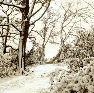 Forest Prints: Hadley Common Hertfordshire - Weather Winter Scenes Snow Trees
