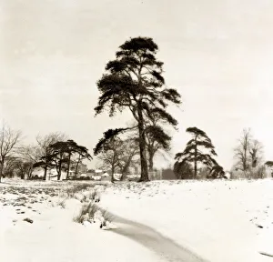 Landscapes And Gardens Prints: Hadley Common Hertfordshire - Weather Winter Scenes Snow Trees