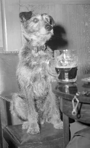 Hair of the dog Circa June 1949 Toto guards his masters pint of beer