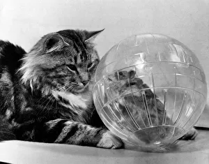 Hamster exercise ball, the exercise balls are only intended to be used for 10 or 15