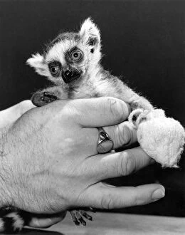Images Dated 9th April 1987: Hands of Kindness: Lucy the baby Lemur is wide-eyed and vulnerable