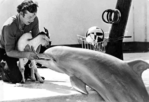 00081 Prints: Handsome the dolphin performing tricks at Zoo World in Seaburn