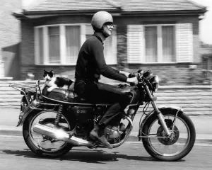 Happy Days... Maurice the cat goes for a spin with Roger on his motorcycle