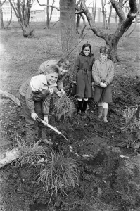 Woods Prints: Hard at work on a new nature reserve are these Reinwood Junior School, Oakes