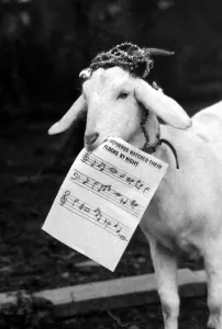 Song Prints: Harold the goat led rescued animals at Bromsgroves Broad Green Animal Sanctuary in