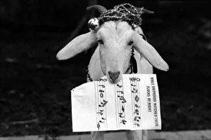 Song Prints: Harold the goat led rescued animals at Bromsgroves Broad Green Animal Sanctuary in
