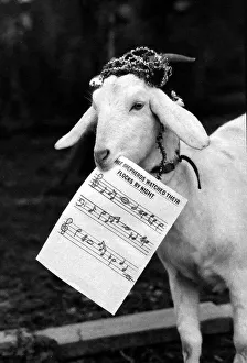 Harold the goat led rescued animals at Bromsgroves Broad Green Animal Sanctuary in