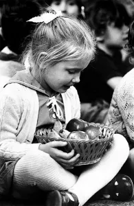 Apples Prints: Harvest Festival. Four year old Rebecca Jamewake keeps a tight grip on a basket of