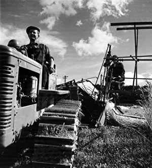 Harvesting near London. Mechanics is now part of the farm labourers job