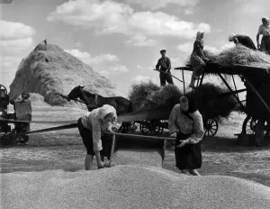 Crops Prints: Harvesting scenes on the Chkalov collective farm near the village of Trushki in