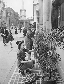00075 Prints: Harvesting tomatoes in Regent St. The ripe ones are picked every morning