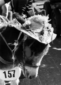 Donkeys Prints: Harvey the Donkey shows of his Easter Bonnet - April 1972 - at the London Harrness Horse