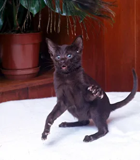 Felines Prints: A havana cat waving his paw Febraury 1989 animal animals cat cats cute