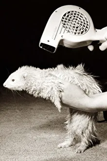00147 Prints: After having a bath, a ferret has his coat blow dried with a hairdryer circa 1980