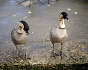 Geese Prints: Hawaiian geese at Severn Wildfow Trust in Slimbridge Glocuestershire October 1980